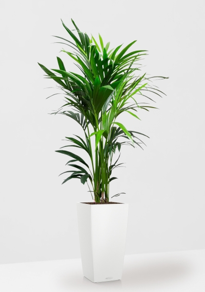 Ховея Кентия 27/160 см в CUBICO COLOR 30