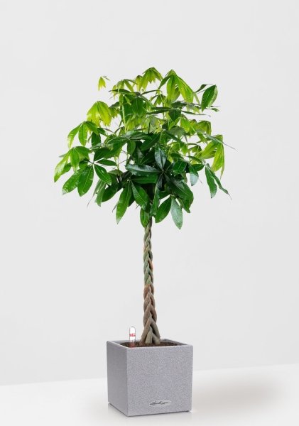 Пахира Акватика 30/170 см в CANTO STONE LOW 40