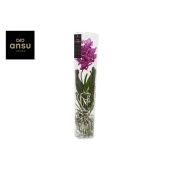 Ванда Michelle Cerise-fuchsia d17 см h70 см