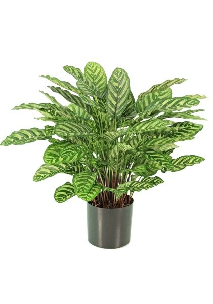 Растение искусственное в кашпо "Калатея", H80 см, 88 веток