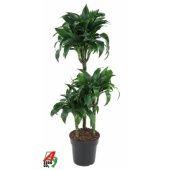 Драцена Татуада 3 ствола d21 см h100 см