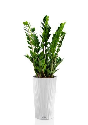 Замиокулькас 17/70 в CILINDRO 23, белый Замиокулькас 17/70 в CILINDRO 23, белый