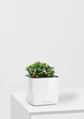 Крассула Овата Минор 12/20 см в CUBE GLOSSY 14, белый блестящий Крассула Овата Минор 12/20 см в CUBE GLOSSY 14, белый блестящий