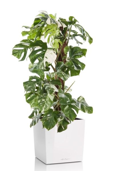 Монстера Вариегатная на опоре 30/170 см в CUBE 40