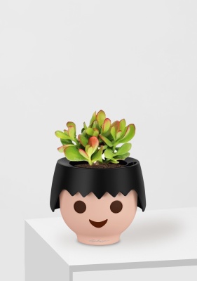 Крассула Овата сансет 12/20 см в OJO Крассула Овата сансет 12/20 см в OJO