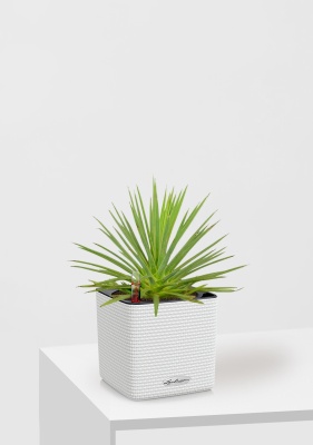 Агава Нана в CUBE COLOR 14, белый