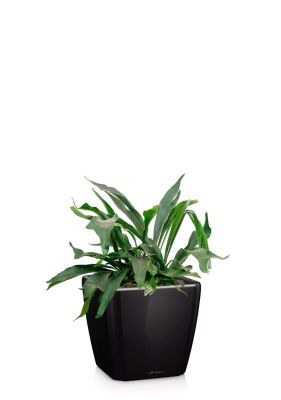 Платицериум Бифуркатум 17/40 см в QUADRO LS 28, черный