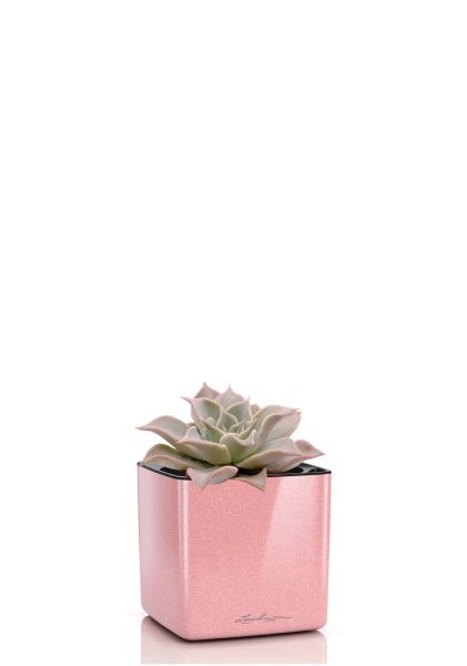 Эхеверия Мадиба 12/16 см в CUBE GLOSSY KISS 14