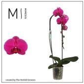 Фаленопсис Cascade Flamingo 1st d12 см h60 см