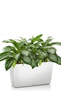 Аглаонема Сильвер Бей в CARARO 75/85 см, Белый блестящий