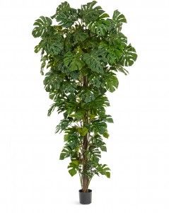 Монстера на стволе гигантская