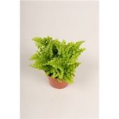 Нефролепис Грин Фэнтези d5.5 см h6 см