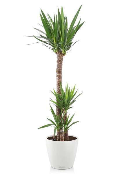 Юкка 3 ствола в CLASSICO COLOR 35