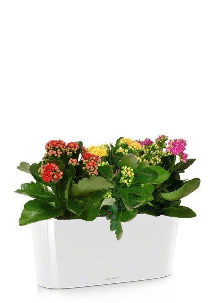 Каланхоэ цветной микс в DELTA 20 Каланхоэ цветной микс в DELTA 20