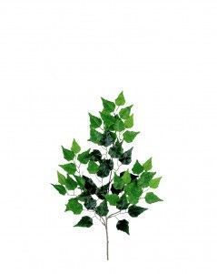 Ветка берёзы