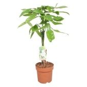 Пахира Акватика d17 см h70 см