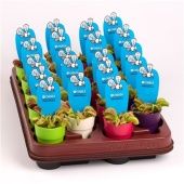 Венерина мухоловка Дионея Mini d5.5 см h5 см