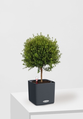 Мирт 15/50 см в CUBE Color 16 Мирт 15/50 см в CUBE Color 16