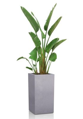 Стрелиция Николай в CANTO STONE HIGH 40, серый камень