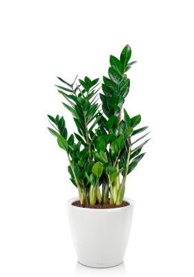 Замиокулькас 17/65 см в CLASSICO LS 21, белый блестящий