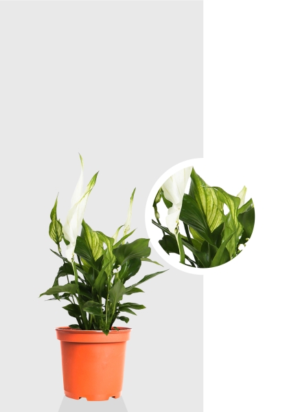 Спатифиллум 9/30 см