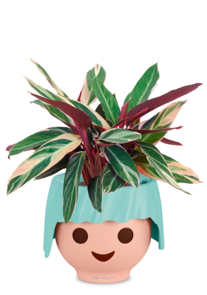 Строманта 12/40 см в OJO Строманта 12/40 см в OJO