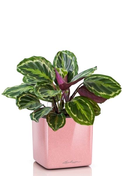 Калатея Медальон 12/40 см в CUBE GLOSSY KISS 14