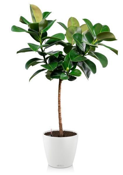 Фикус Эластика Робуста на штамбе в CLASSICO 35