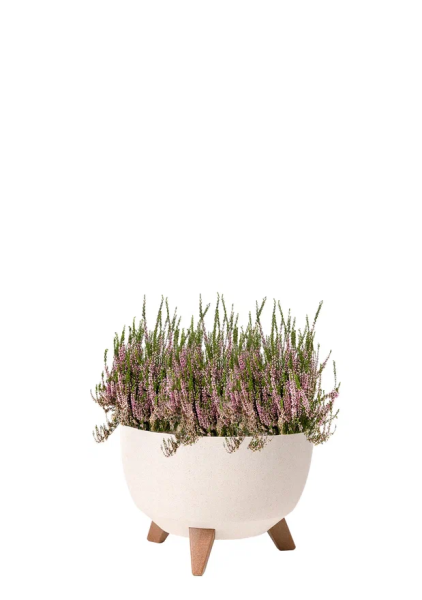 Вереск (Эрика) бордовый 12/30 см в миске LAMELA ROMA ECO WOOD 240