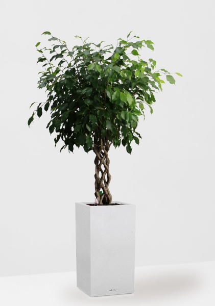 Фикус Бенджамина Экзотика цилиндр 27/120 см в CANTO STONE HIGH 30 Фикус Бенджамина Экзотика цилиндр 27/120 см в CANTO STONE HIGH 30