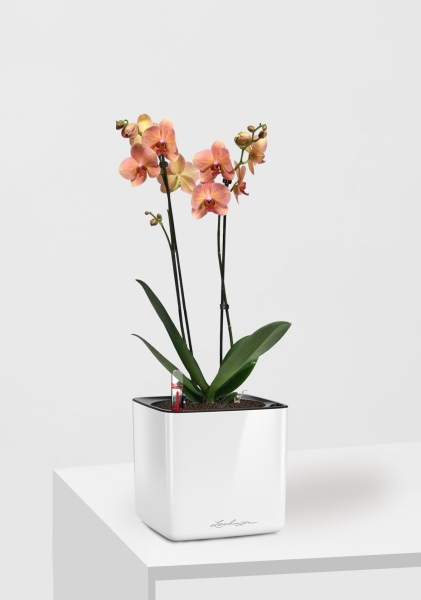 Орхидея Фаленопсис оранжевая 12/60 см в CUBE GLOSSY 14 Орхидея Фаленопсис оранжевая 12/60 см в CUBE GLOSSY 14