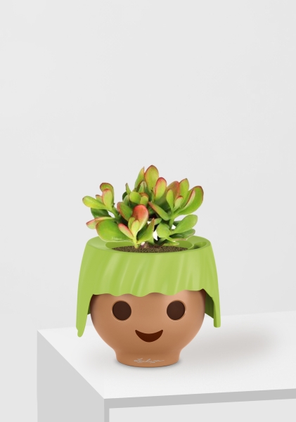 Крассула Овата сансет 12/20 см в OJO Крассула Овата сансет 12/20 см в OJO