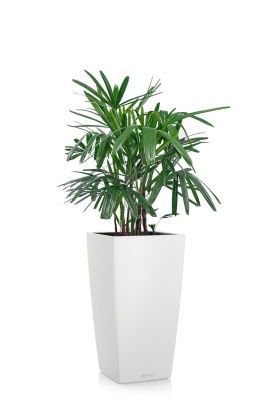 Рапис 21/90 см в CUBICO COLOR 30, белый Рапис 21/90 см в CUBICO COLOR 30, белый