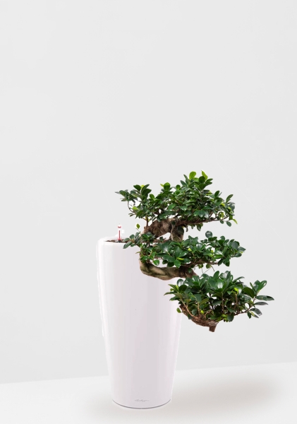 Фикус Микрокарпа Гинсенг каскад 30/70 см в RONDO 40