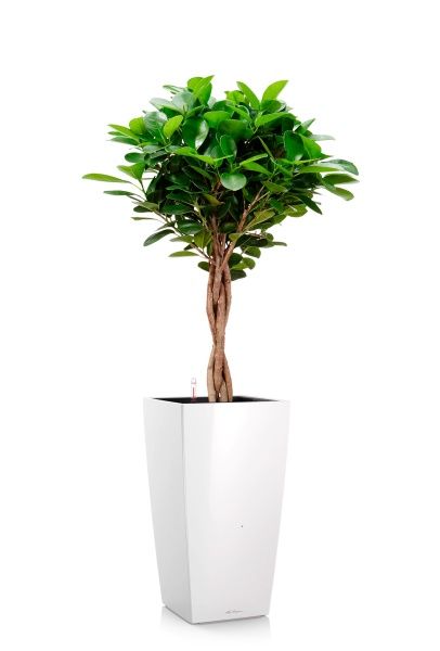 Фикус Моклейм 21/90 см в CUBICO 30 Фикус Моклейм 21/90 см в CUBICO 30