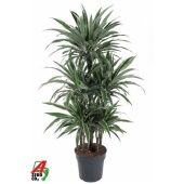 Драцена Варнески карусель d31 см h150 см