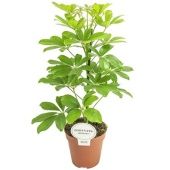 Шеффлера Нора d13 см h45 см