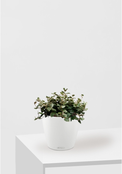 Трахелоспермум азиатский триколор 18/30 см в CLASSICO COLOR 21 Трахелоспермум азиатский триколор 18/30 см в CLASSICO COLOR 21