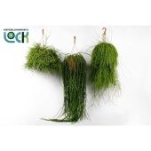 Рипсалис микс d21 см h50 см Рипсалис микс d21 см h50 см