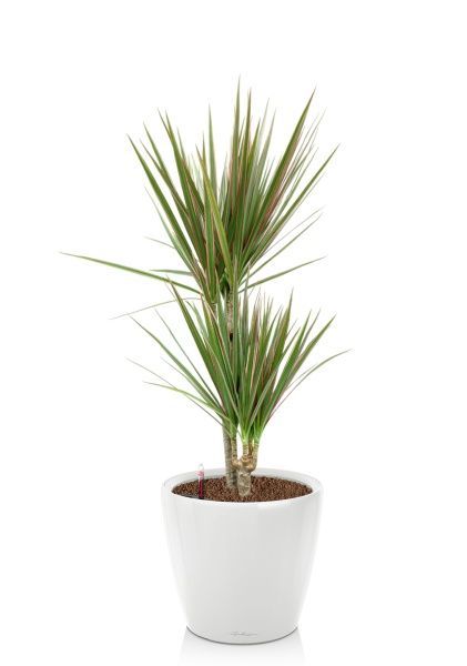 Драцена Маргината Биколор 2 ствола 17/70 см в CLASSICO LS 21