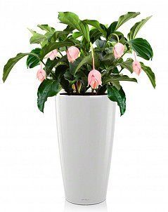 Мединилла в RONDO 40