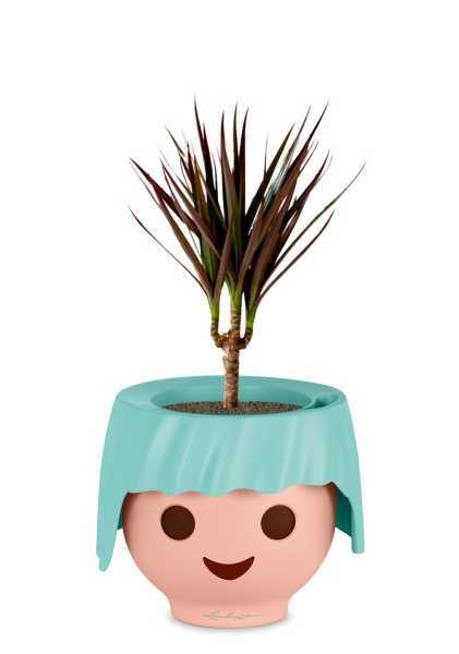 Драцена Маргината Маджента 1 ствол 12/40 см в OJO