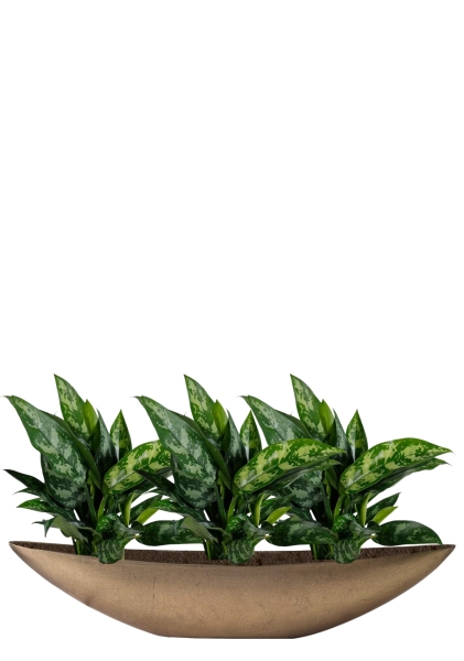 Аглаонема Мария 12 30 см в TREEZ Effectory, Ваза-Лодка, Большая