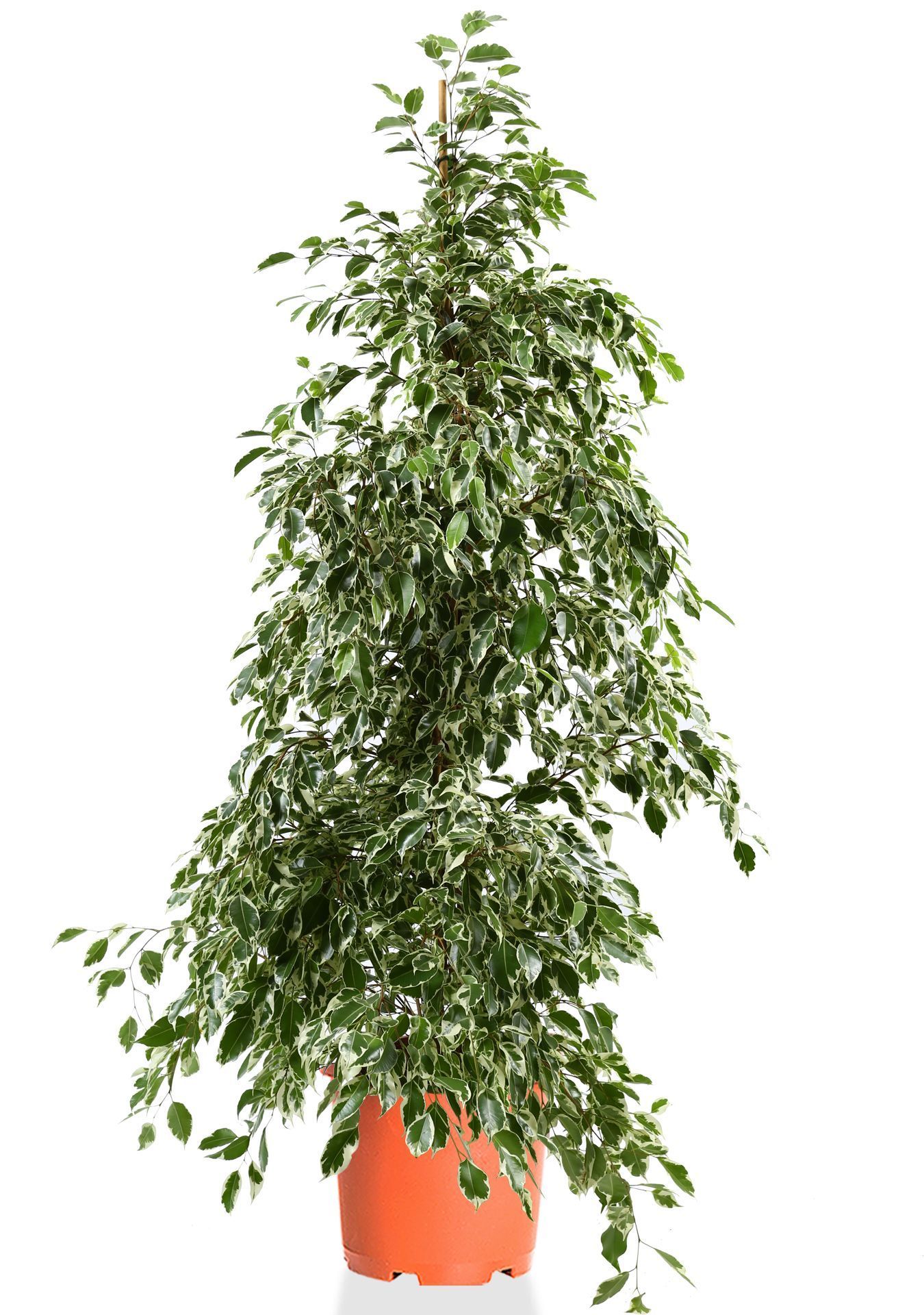 Фикус Бенджамина Голден Кинг пирамида 30/170 см Фикус Бенджамина Голден Кинг пирамида 30/170 см