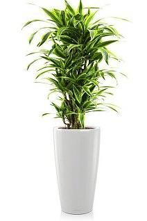 Драцена Лемон Лайм RONDO 32/140 см, белый блестящий