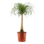 Нолина 1 ствол d27 см h110 см тип 1