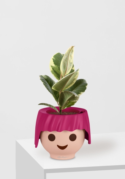 Фикус Эластика Тинеке 12/35 см в OJO Фикус Эластика Тинеке 12/35 см в OJO