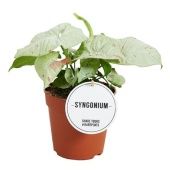 Сингониум Конфетти d12 см h25 см Сингониум Конфетти d12 см h25 см