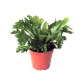 Асплениум Антигум Лесли d12 см h25 см