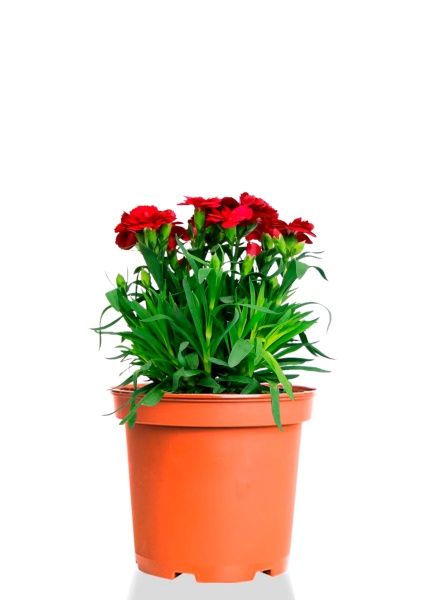 Гвоздика Оскар 12/25 см Гвоздика Оскар 12/25 см